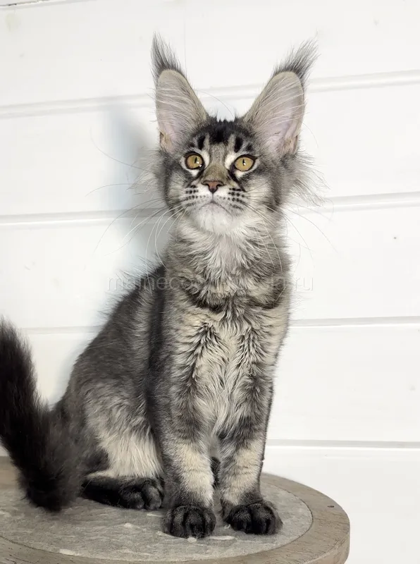 Maine Coon kitten Black Silver marble, rossetes blotched MCO ns 25 Girl