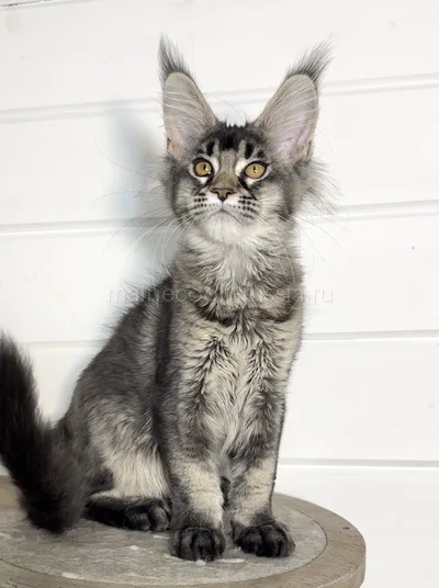 Afina — Maine Coon kitten, Black Silver marble, rossetes blotched MCO ns 25