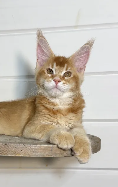 Billy — Maine Coon kitten, Red marble, rossetes blotched MCO d 25