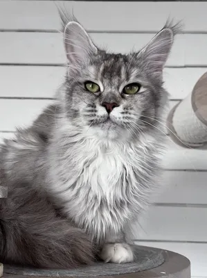Котенок мейн-кун