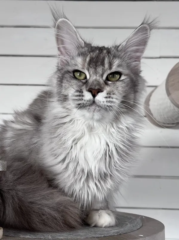 Котенок мейн-кун Черный черепаховый  тикированный  на сербер MCO fs 25 Девочка