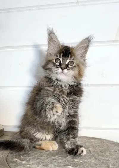 Bloom — Maine Coon kitten, Tortie Silver marble, rossetes blotched MCO fs 25