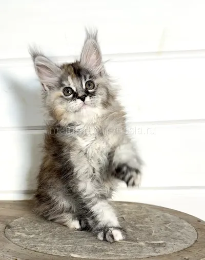 Barbi — Maine Coon kitten, Tortie Silver marble, rossetes blotched MCO fs 25