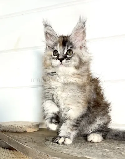 Barbi — Maine Coon kitten, Tortie Silver marble, rossetes blotched MCO fs 25