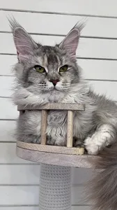 Котенок мейн-кун