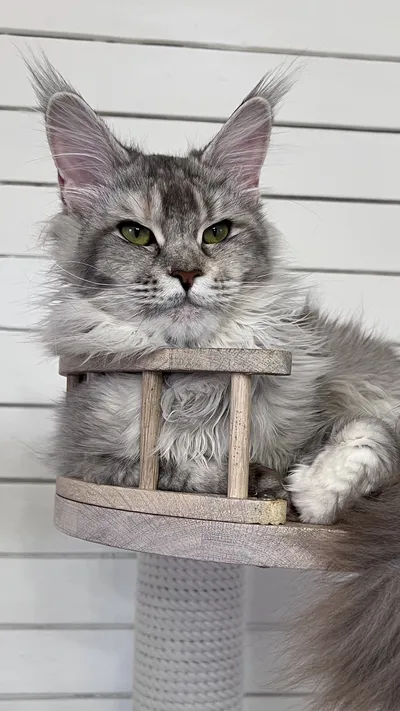 Maine Coon kitten