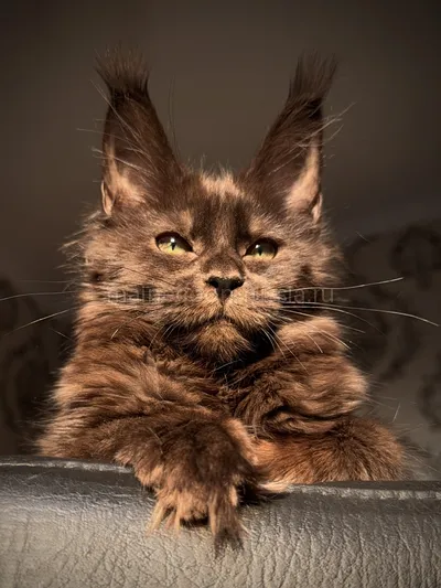 Котенок мейн-кун