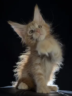 Maine Coon kitten