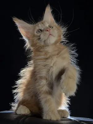 Maine Coon kitten