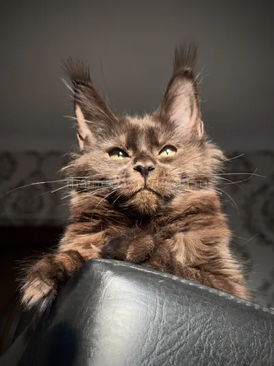 Котенок мейн-кун