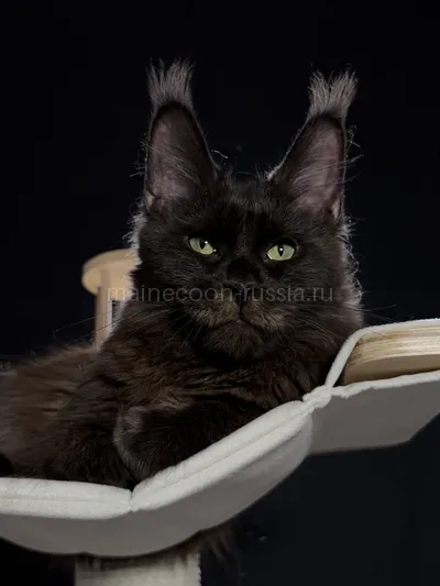 Berry — Maine Coon kitten, Black MCO n