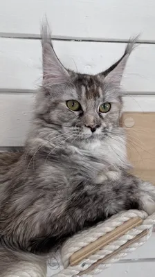 Maine Coon kitten