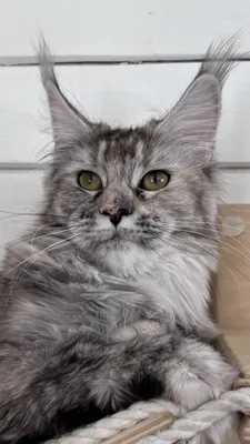 Maine Coon kitten