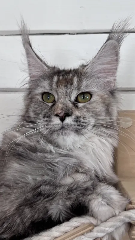 Maine Coon kitten Tortie Silver marble, rossetes blotched MCO fs 25 Girl