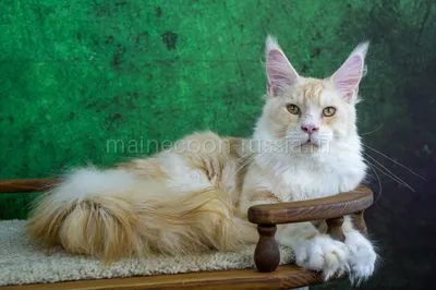 Demetr — Котенок мейн-кун, Красный с белым MCO ds 22 03