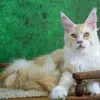 Demetr - фото 1