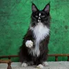 Connor - photo 2