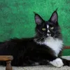 Connor - photo 1