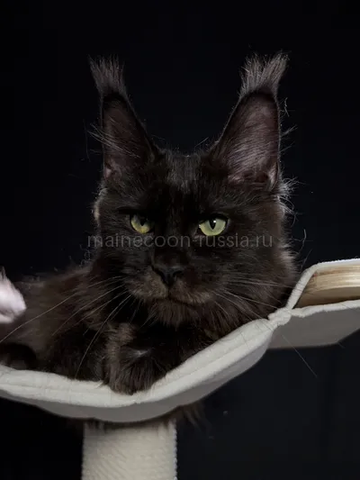 Berry — Maine Coon kitten, Black MCO n