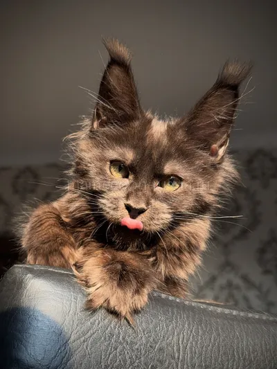 Котенок мейн-кун