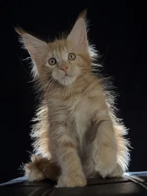 Maine Coon kitten