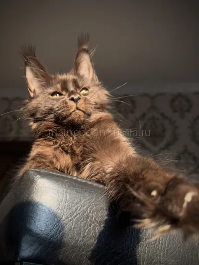 Котенок мейн-кун