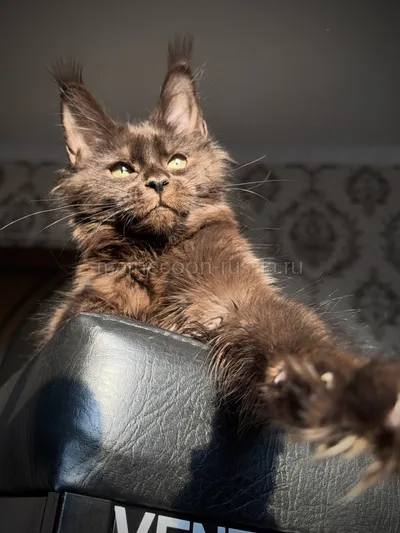 Котенок мейн-кун