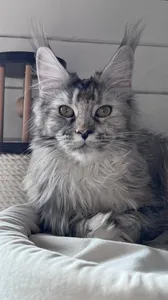 Котенок мейн-кун