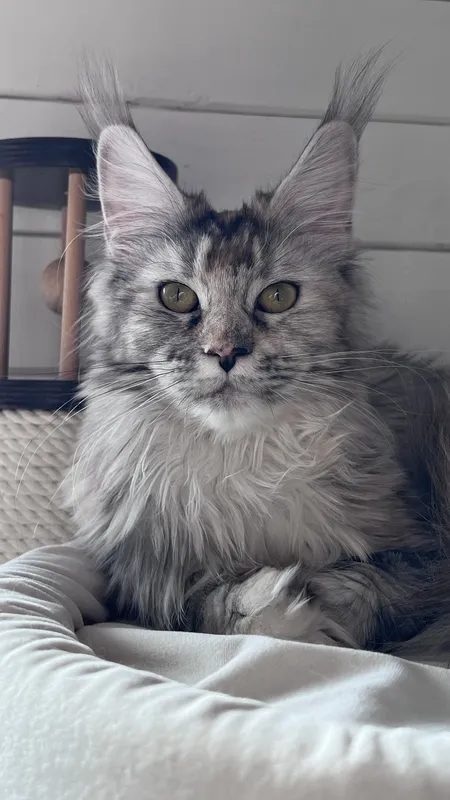 Котенок мейн-кун Черный черепаховый  тикированный  на сербер MCO fs 25 Девочка