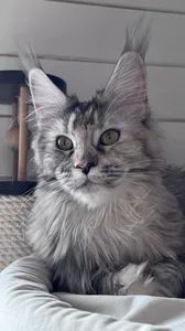 Котенок мейн-кун