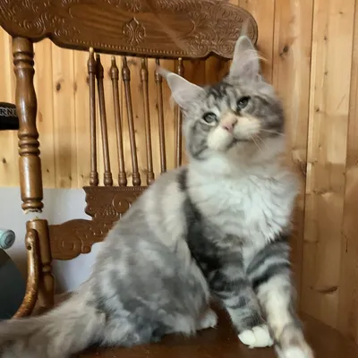 Котенок мейн-кун