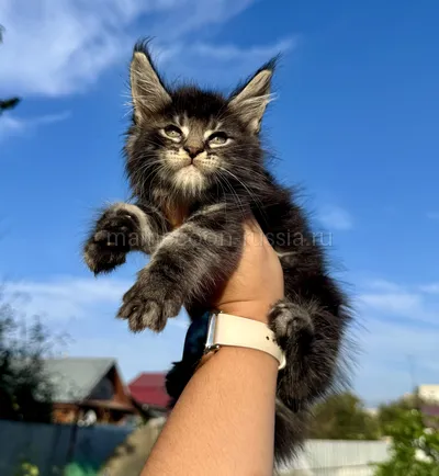 Yahont — Котенок мейн-кун, Черный мрамор MCO n 22