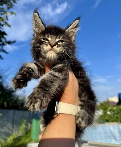 Yahont — Котенок мейн-кун, Черный мрамор MCO n 22