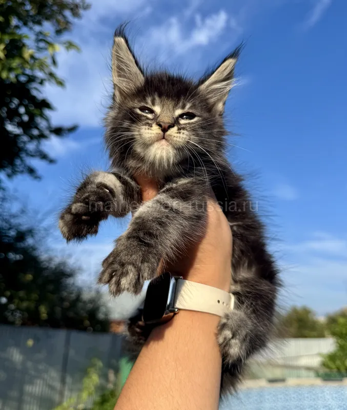 Maine Coon kitten Black classic Tabby (Brown) MCO n 22 Boy