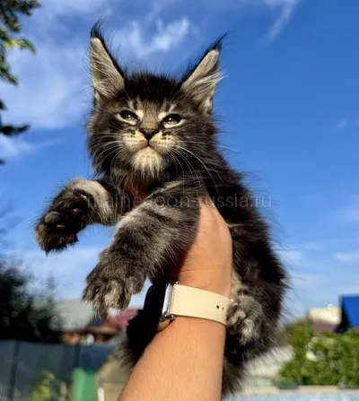 Yahont — Котенок мейн-кун, Черный мрамор MCO n 22
