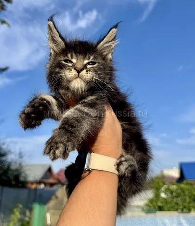 Yahont — Котенок мейн-кун, Черный мрамор MCO n 22