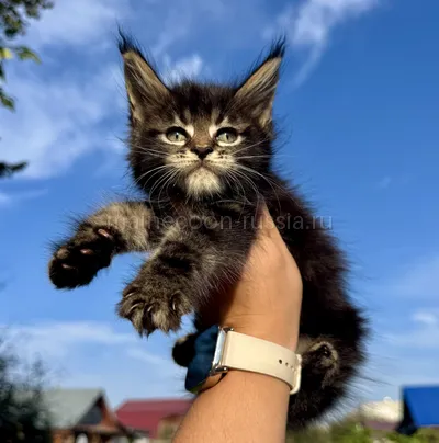 Yoshkin Kot — Котенок мейн-кун, Черный мрамор MCO n 22
