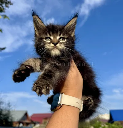 Yoshkin Kot — Котенок мейн-кун, Черный мрамор MCO n 22