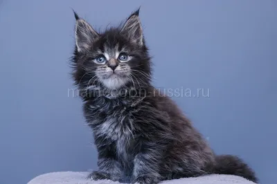 Котенок мейн-кун
