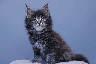 Maine Coon kitten