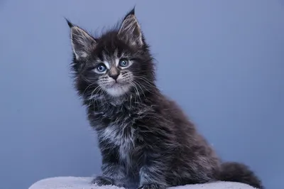 Maine Coon kitten