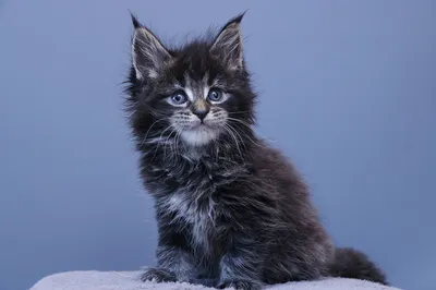 Maine Coon kitten