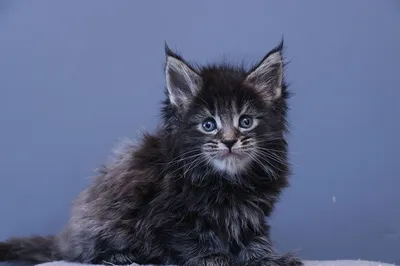 Maine Coon kitten