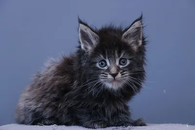 Maine Coon kitten
