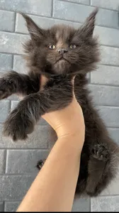 Котенок мейн-кун