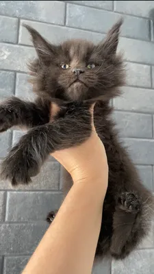 Maine Coon kitten