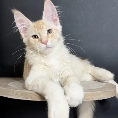 Котенок мейн-кун
