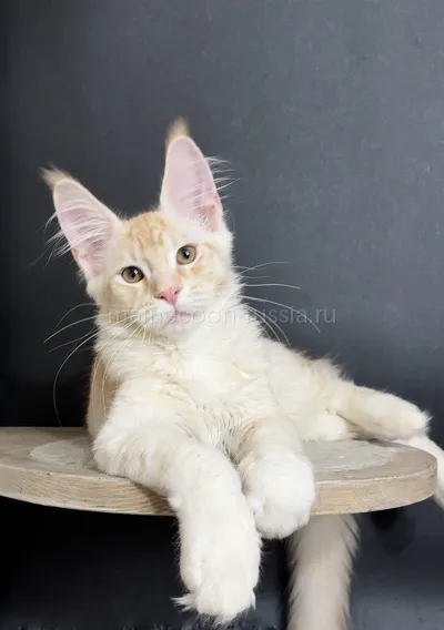 Maine Coon kitten