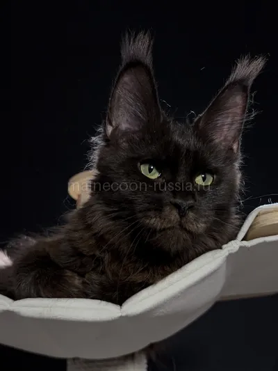Berry — Maine Coon kitten, Black MCO n