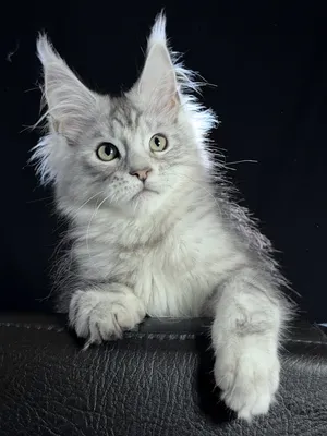 Maine Coon kitten